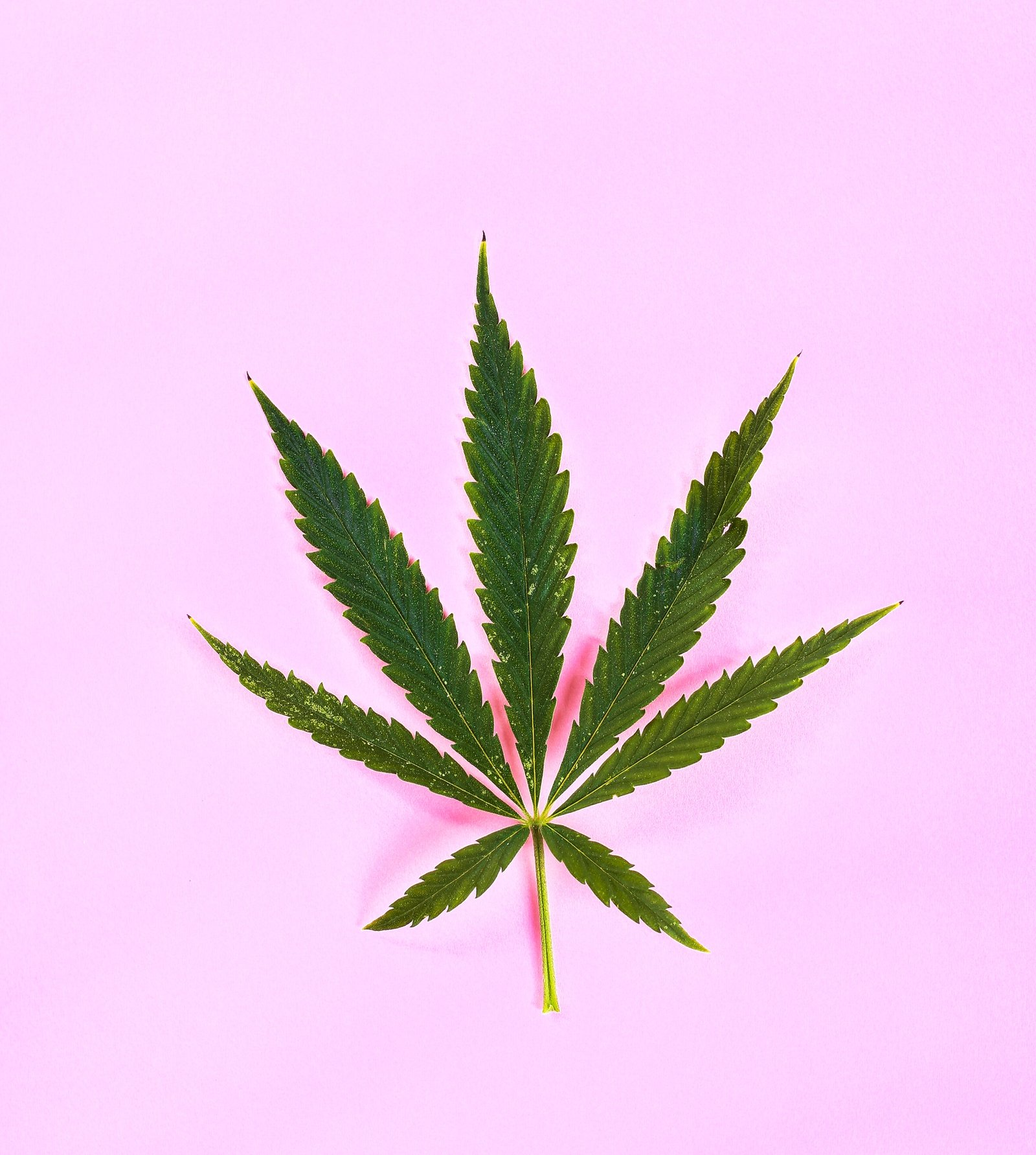 Cannabis