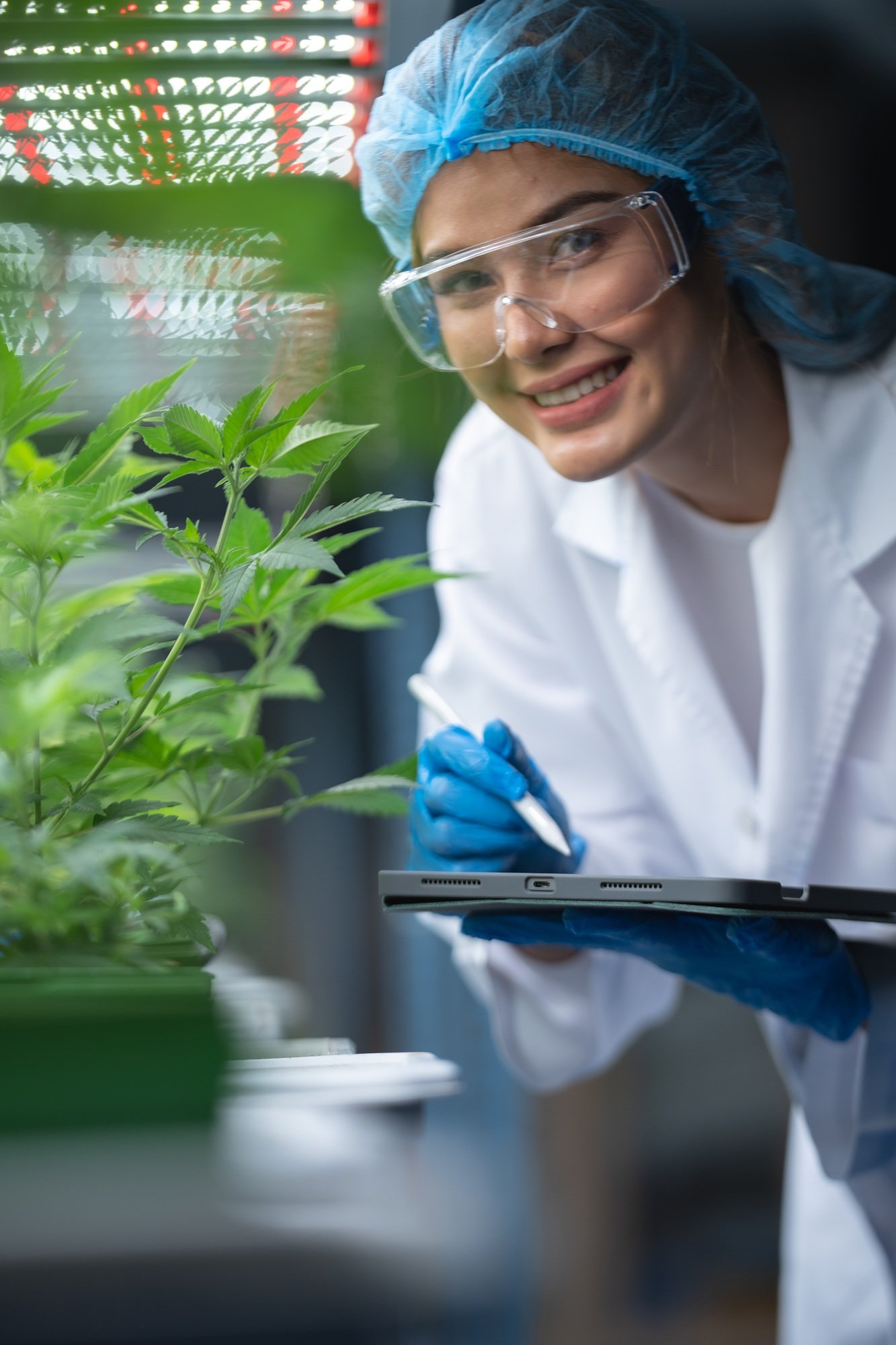 Grow facility for cannabis hemp plants farm for high-quality medicinal product for medical purpose